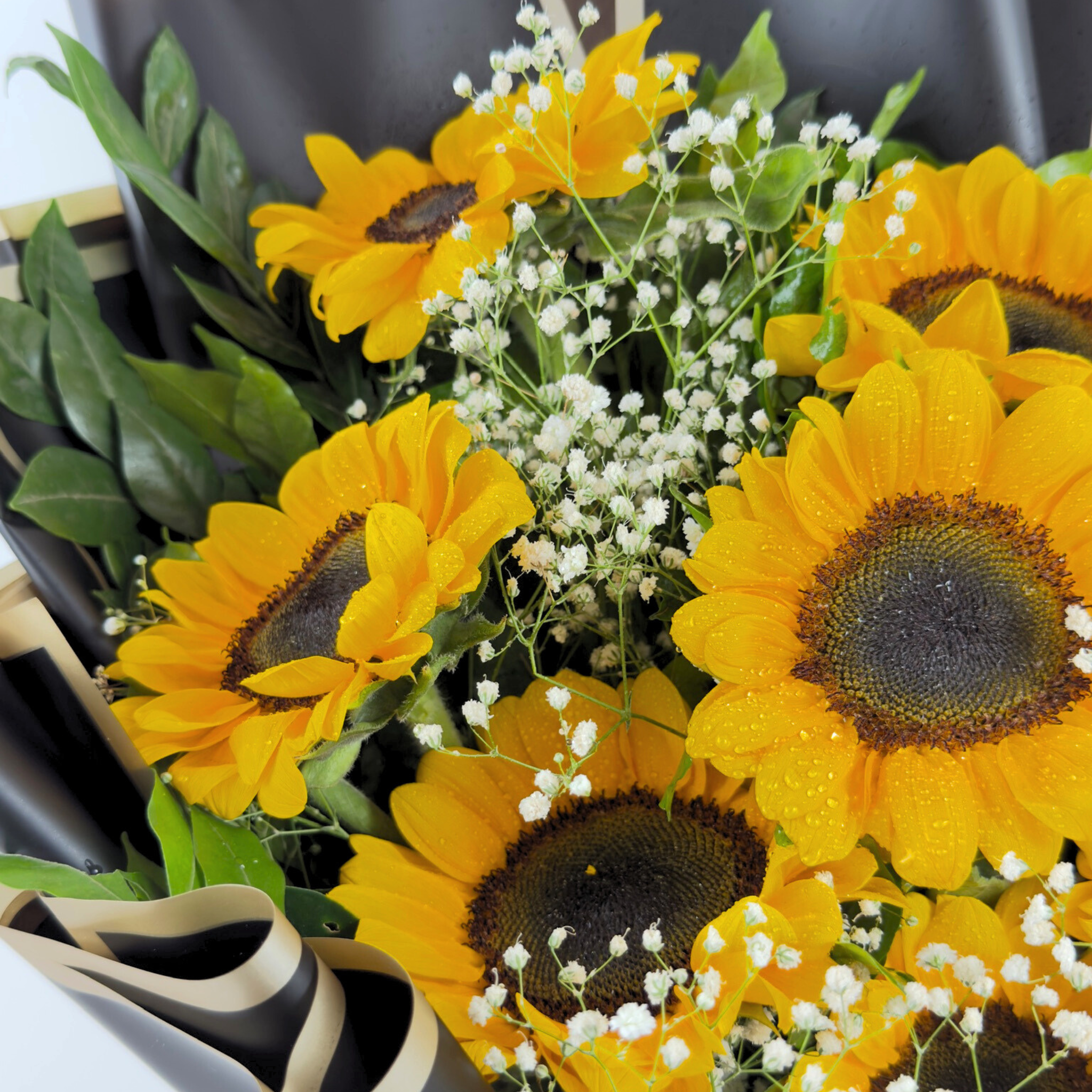 Midnight Sunshine Sunflower