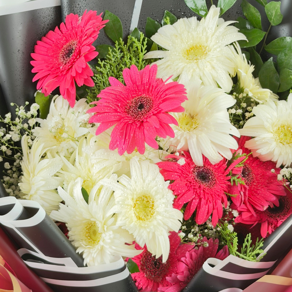 Midnight Celebration Gerbera