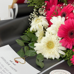 Midnight Celebration Gerbera