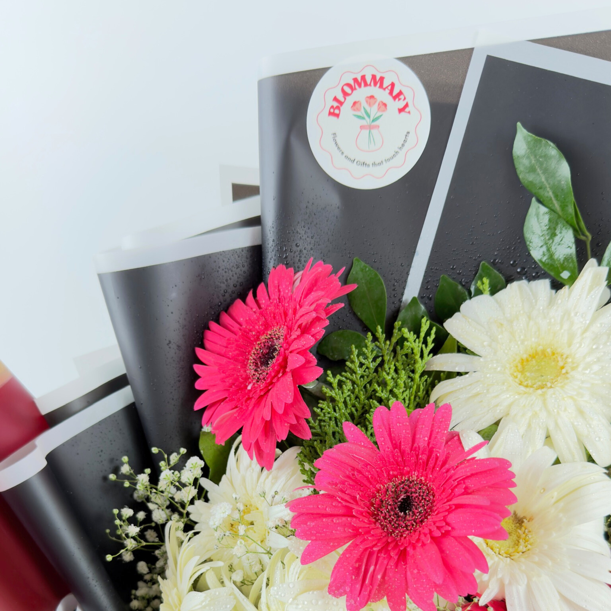 Midnight Celebration Gerbera