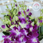 Royal Amethyst Orchid