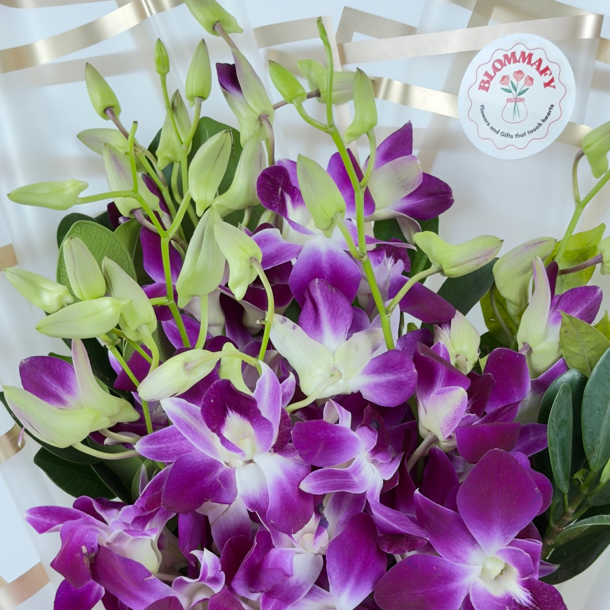 Royal Amethyst Orchid